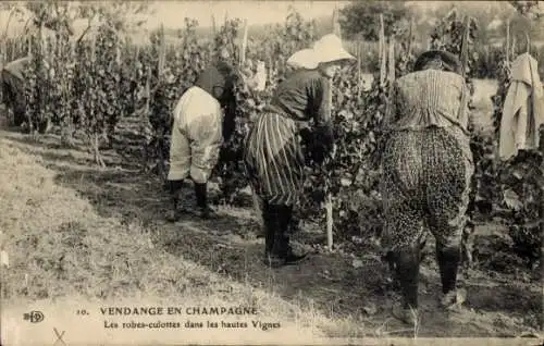 Ak Weinlese in der Champagne