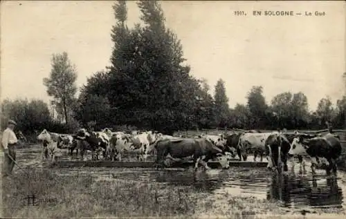 Ak Sologne, Bauer, Kühe im Fluss, Rinder