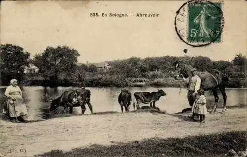 Ak Sologne, Französische Bauern, Kühe im Wasser