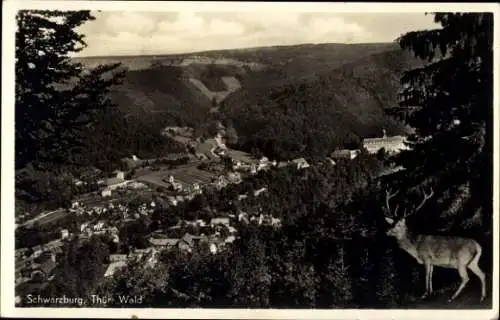 Ak Schwarzburg in Thüringen, Totalansicht, Hirsch