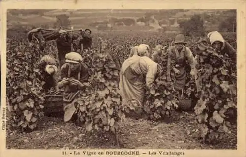 Ak Bourgogne Marne, les Vendanges