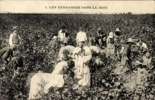 Ak Les Vendanges im Süden