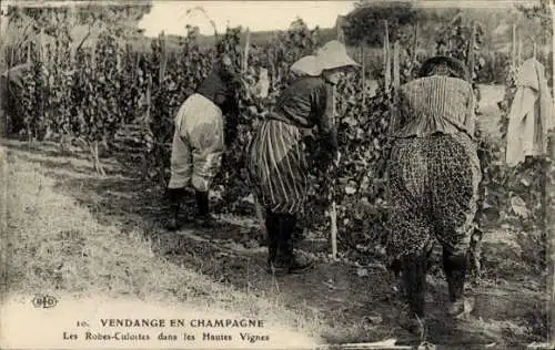 Ak Harvest in Champagner, Culotte-Kleider