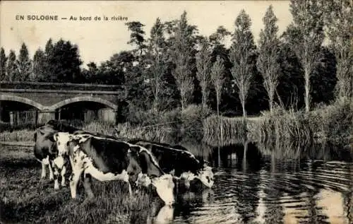 Ak Sologne, Kühe am Wasser, Brücke