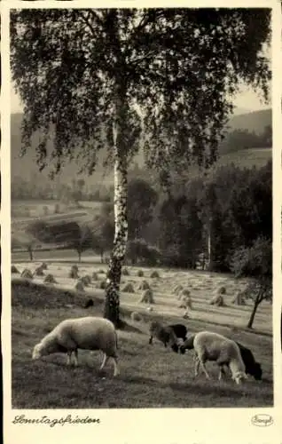 Ak Sonntagsfrieden, Schafe, Wiese, Strohgarben