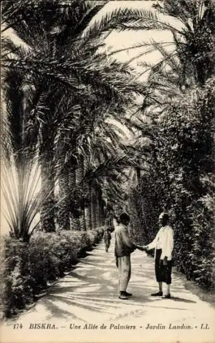 Ak Biskra Algerien, Eine Allee aus Palmen, London Garden