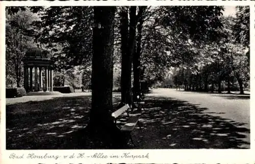 Ak Bad Homburg vor der Höhe Hessen, Allee im Kurpark