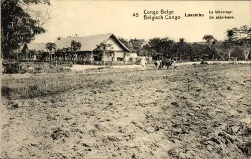 Ganzsachen Ak Lusambo DR Kongo Zaire, Pflügen, De Akkerbouw, Feldarbeit, Pflug, Rinder