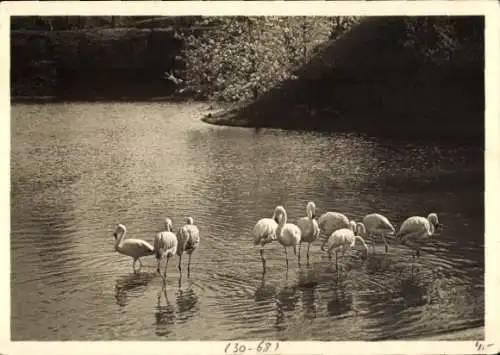 Ak Gartenschau Stuttgart 1939, Flamingogruppe am großen See