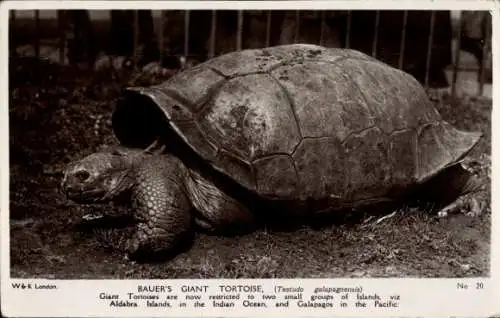 Riesenschildkröte von Ak Bauer