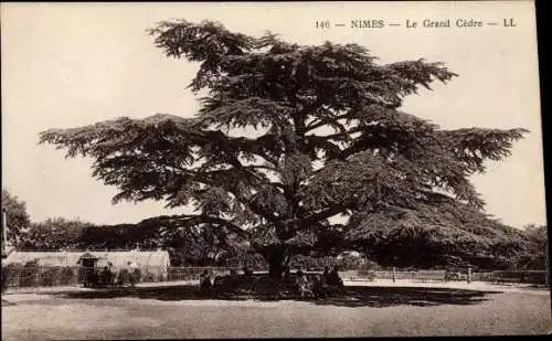 Ak Nîmes Gard, le Grand Cèdre