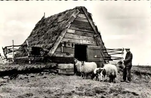 Ak Openluchtmuseum, Schaapskooi, Bauer, Schafe, Bauernhof