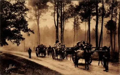 Ak Dans les Landes de Gascogne, Effet de Brume dans la Foret, Bross