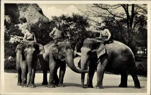 Ak Hamburg Eimsbüttel Stellingen, Carl Hagenbecks Tierpark, Indische Elefanten