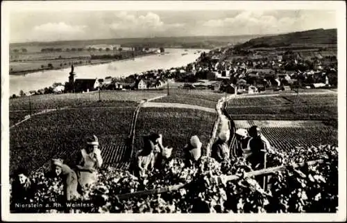 Ak Nierstein am Rhein, Panorama, Weinlese