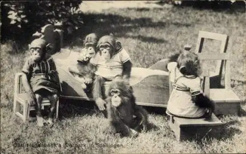 Ak Hamburg Eimsbüttel Stellingen, Carl Hagenbecks Tierpark, Chimpansen