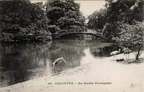 Ak Calcutta Kolkata Kalkutta Indien, Au Jardin Zoologique