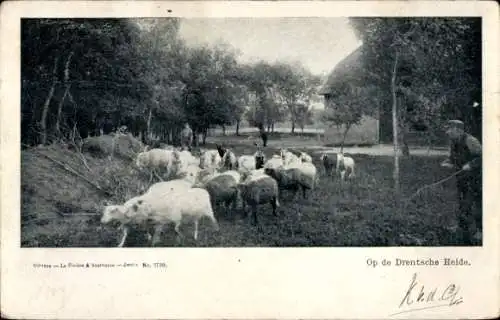 Ak Drenthe, Op de Drentsche Heide, Schafe