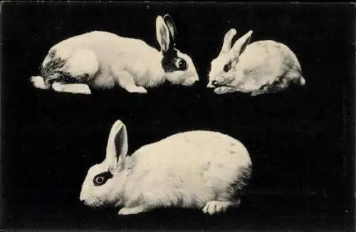 Ak Blauäugige Scheckenkaninchen