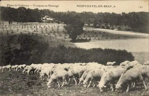 Ak Neufchâtel en Bray Seine Maritime, Plaine du Valboury, Tropeau au Paturage, Schafe