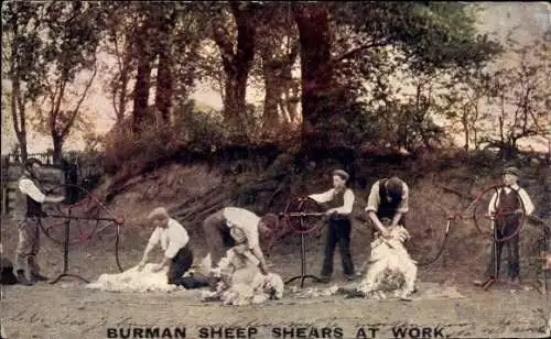 Ak Buerman Sheep Shears at work