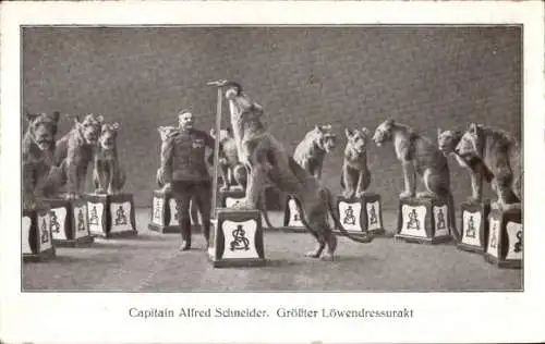 Ak Captain Alfred Schneider, größter Löwendressurakt, Dompteur