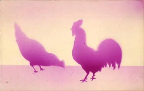 Ak Hühner, Henne, Hahn, Tiere