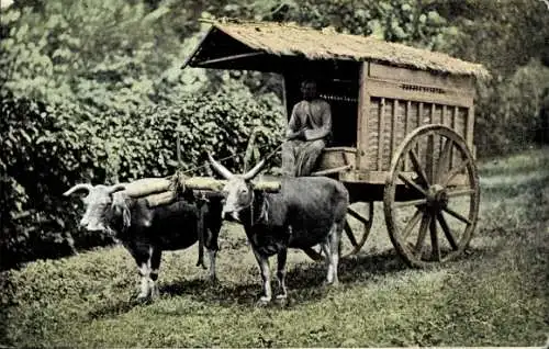 Ak Een Transportwagen met Karbouwen, Glinding genaamd, Ochsenkarren