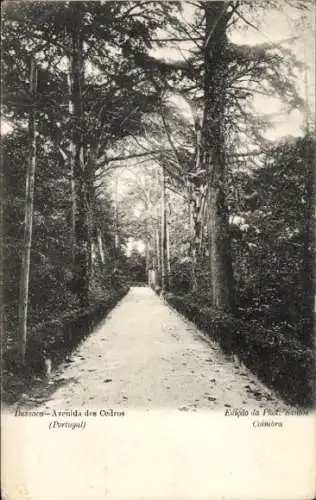 Ak Buçaco Bussaco Portugal, Avenida dos Cedros