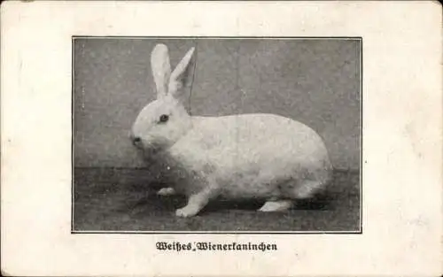 Ak Weißes Wienerkaninchen