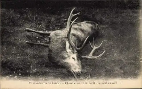 Ak Villers Cotterets Aisne, Chasse à Courre en Foret, la mort du Cerf