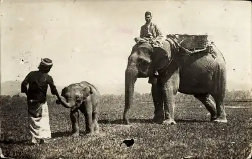 Ak Elefanten, Jungtier, Einheimische