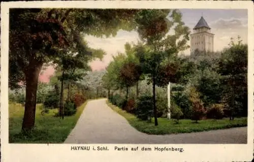 Ak Chojnów Haynau Schlesien, Hopfenberg, Allee