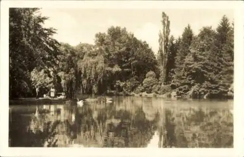 Ak Bad Liebenstein im Thüringer Wald, See, Schwäne