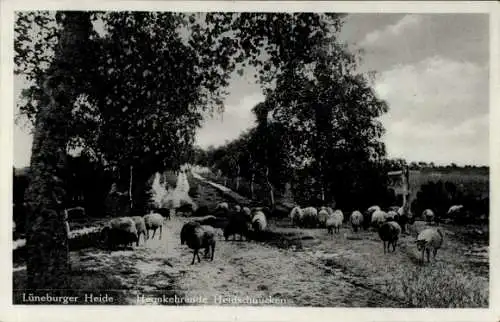 Ak Lüneburger Heide, heimkehrende Heidschnucken