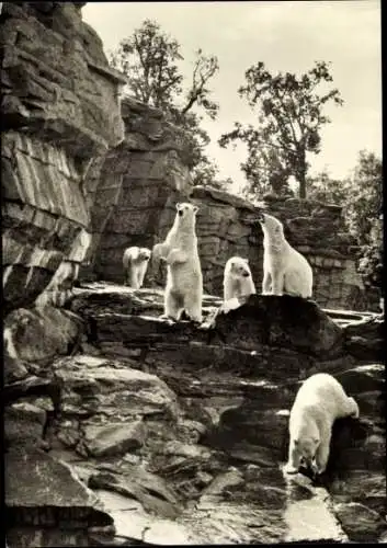 Ak Berlin Lichtenberg Friedrichsfelde, Tierpark, Eisbärenfreianlage, Eisbären