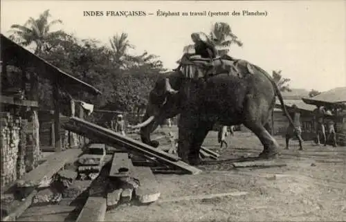 Indischer Ak, Elefant bei der Arbeit, Plances tragend