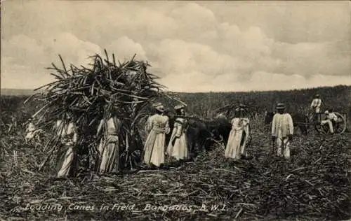 Ak Barbados BWI, Zuckerrohr auf Feld laden