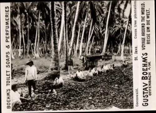 Foto Java Indonesien, Kokoswald, Reklame Gustav Boehm's Toilet Soaps