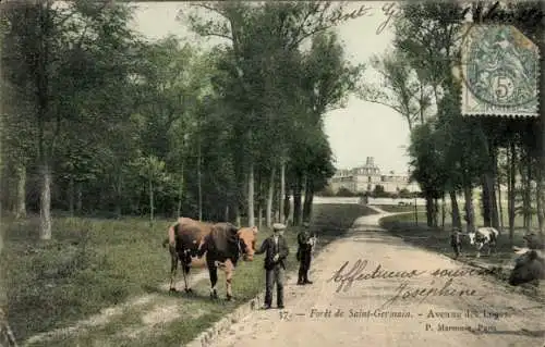 Ak Saint Germain Yvelines, Foret de Saint-Germain, Avenue des Loges, Mann mit Rind