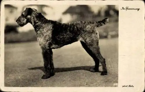 Ak Terrier, In Spannung, Hund