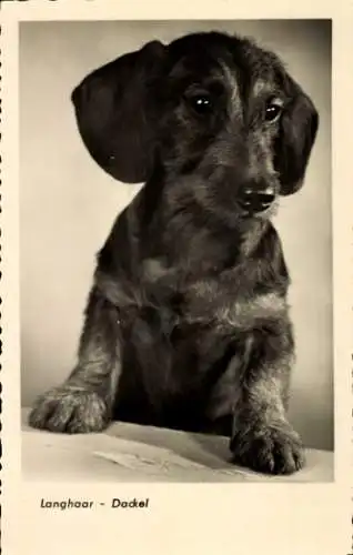Ak Hundeportrait, Langhaar-Dackel