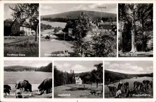 Ak Rohrbrunn Weibersbrunn im Spessart, Jagdschloss, Forsthaus Diana, Eiche