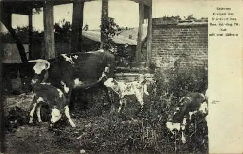 Ak Viehzucht des Res.-Inf.-Reg. 76, Kuh mit drei Kälbern