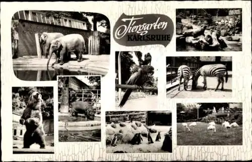 Ak Karlsruhe in Baden, Tiergarten, Zebras, Elefant, Robben, Bär, Pinguine, Flamingos, Nilpferd