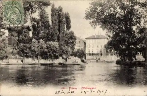 Ak Poissy Yvelines, L'Esturgeon