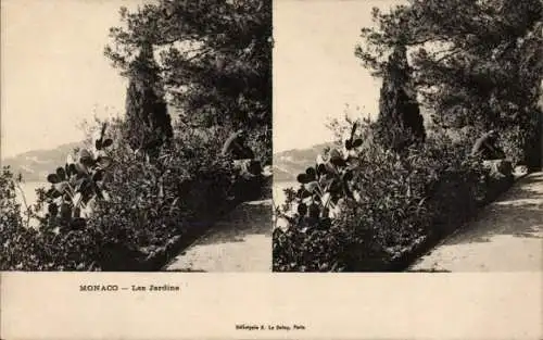 Stereo Ak Monaco, Blick aus den Gärten, Kakteenbäume
