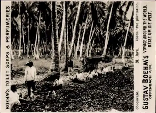 Foto Java Indonesien, Kokoswald, Reklame Gustav Boehm's Toilet Soaps