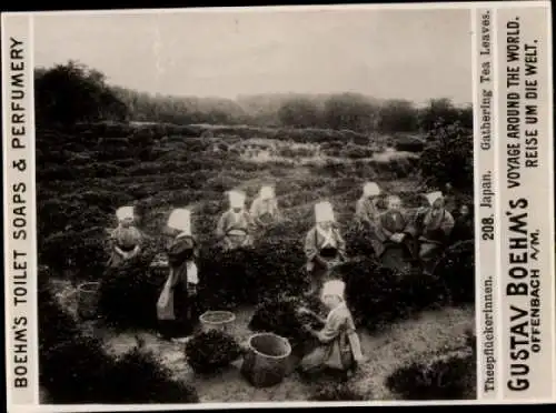 Foto Japan, Teepflückerinnen, Reklame Gustav Boehm's Toilet Soaps