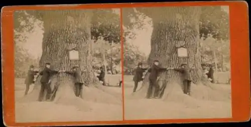 Stereo Foto Dalovice Dallwitz Region Karlsbad, Körnereiche